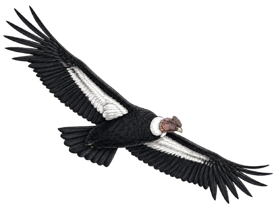 Cóndor.co